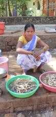 Online-08-2015-Indien-Gokarna-Fischverkaeuferin-ElisabethVoss
