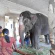 Online-62-2015-Indien-Hampi-ElefantenDarshan-ElisabethVoss